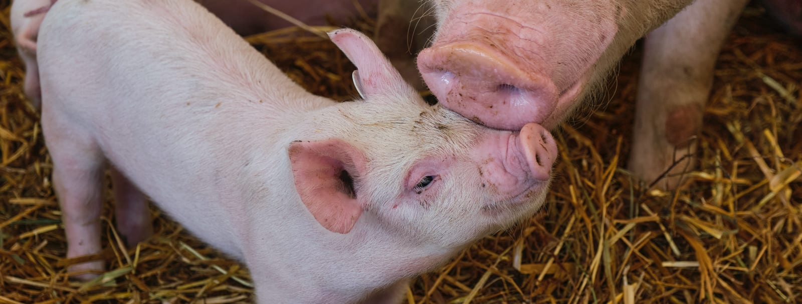 Pig nose-bumping with a human by Benjamin Wedemeyer